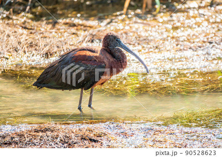 The glossy ibis, latin name Plegadis falcinellus, searching for food in the shallow lagoon. The glossy ibis, latin name Plegadis falcinellus, searching for food in the shallow lagoon. 90528623