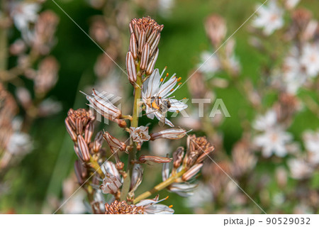 Asphodelus Albus, commonly known as white-flowered asphodel, is an herbaceous perennial. A bee has nectar from a flower Asphodelus Albus, commonly known as white-flowered asphodel, is an herbaceous perennial. A bee has nectar from a flower 90529032