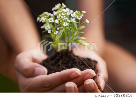 New life. Closeup shot of a woman holding soil with a flowering plant in her cupped hands. 90530816