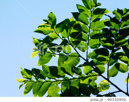 葉っぱの造形美 葉っぱの造形美 90530908