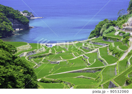 初夏の若稲が美しい浜野浦の棚田（佐賀県玄海町） 90532060