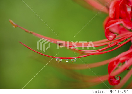 ヒガンバナ 90532294