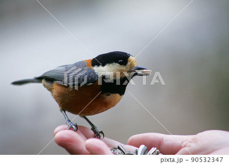 向日葵の種をくわえた可愛いヤマガラ 向日葵の種をくわえた可愛いヤマガラ 90532347