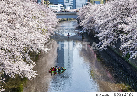 東京都　目黒川　満開の桜　目黒新橋付近 90532430