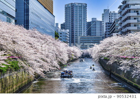 東京都　目黒川　満開の桜　目黒新橋付近 90532431