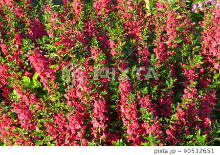 Waew Wichian flower or Angelonia goyazensis flower background, for get me not flower of Thailand Waew Wichian flower or Angelonia goyazensis flower background, for get me not flower of Thailand 90532651