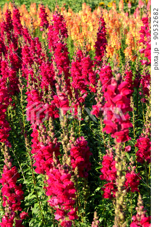 Snapdragon or Antirrhinum majus in garden Snapdragon or Antirrhinum majus in garden 90532682