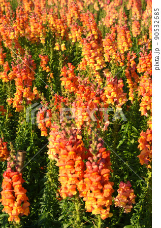 Snapdragon or Antirrhinum majus in garden	 90532685
