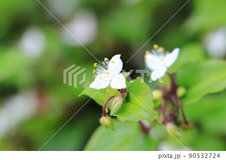 白い常盤露草（トキワツユクサ）の花 90532724
