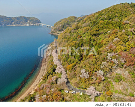 屋代島の五条の牛ヶ首付近の桜並木の空撮 90533245