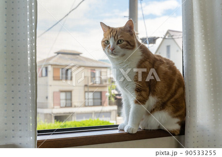 二階の窓辺から外を眺める茶白猫 90533255