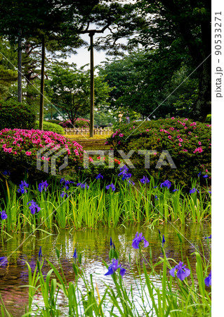 緑が美しい晴れの兼六園の見ごろを迎えた曲水に咲くカキツバタ｜石川県金沢市 90533271