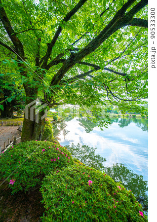 緑が美しい晴れの兼六園の霞ヶ池と木々｜石川県金沢市 90533300