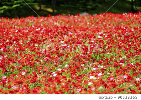 公園の風景　満開のシャーレーポピー　みちのく湖畔公園　宮城県川崎町 90533365