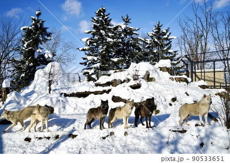 動物 動物学 根雪 90533651