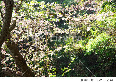 屋代島の五条千本桜の海沿いの道 90533738