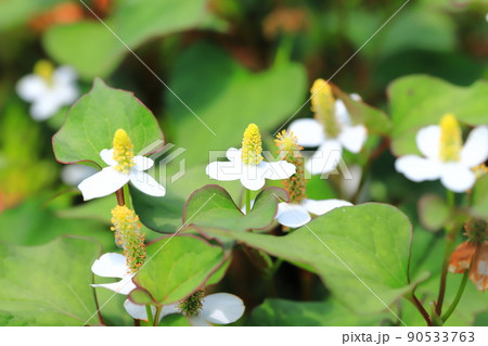 白いドクダミの花(長くなってきた花序) 白いドクダミの花(長くなってきた花序) 90533763