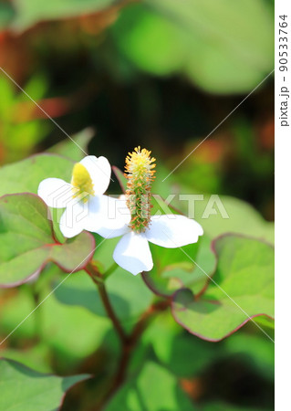 白いドクダミの花(長くなってきた花序) 白いドクダミの花(長くなってきた花序) 90533764