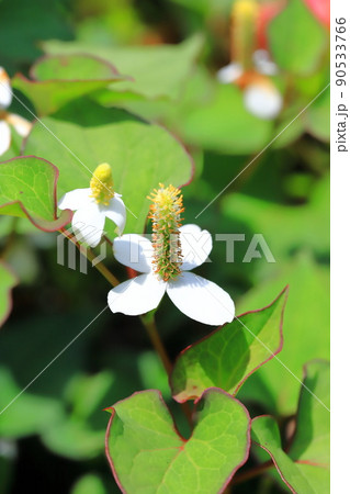 白いドクダミの花(長くなってきた花序) 白いドクダミの花(長くなってきた花序) 90533766