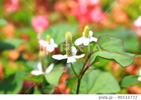 白いドクダミの花(長くなってきた花序) 白いドクダミの花(長くなってきた花序) 90533772