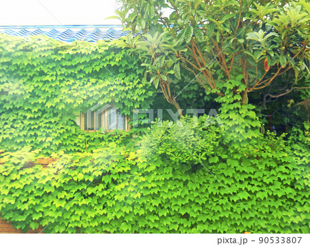 エコハウス 蔦に覆われる住宅【横構図】 90533807