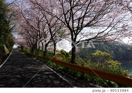 屋代島の五条千本桜の海沿いの道 屋代島の五条千本桜の海沿いの道 90533984