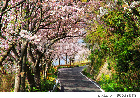屋代島の五条千本桜のトンネルの道 90533988