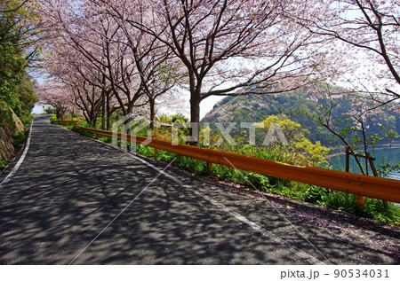 屋代島の五条千本桜の海沿いの道 屋代島の五条千本桜の海沿いの道 90534031
