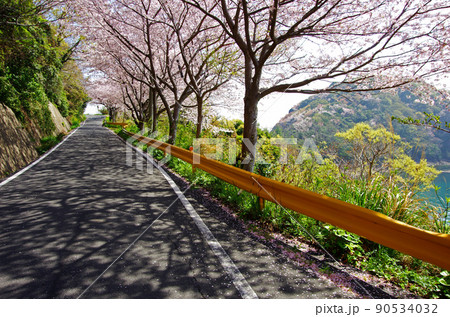 屋代島の五条の千本桜の海沿いの道 屋代島の五条の千本桜の海沿いの道 90534032