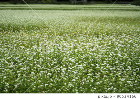 蕎麦畑 蕎麦畑 90534166