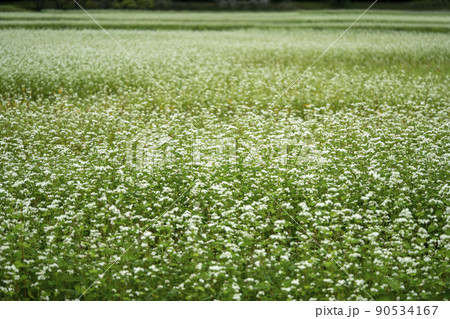 蕎麦畑 蕎麦畑 90534167