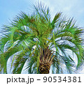 グリーン　ソテツ　樹木 90534381