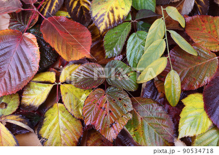 Autumn leaves 90534718