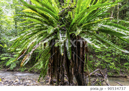 奄美世界自然遺産の森 90534737