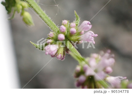 スペアミント 90534778