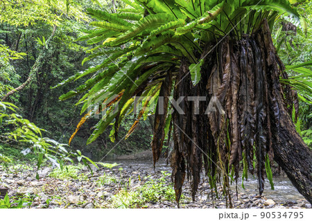 奄美世界自然遺産の森 90534795