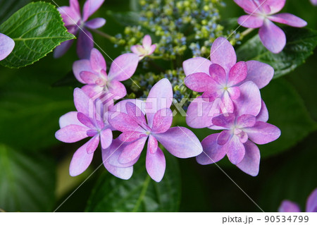 アジサイ ダンスパーティー　Hydrangea macrophylla 90534799