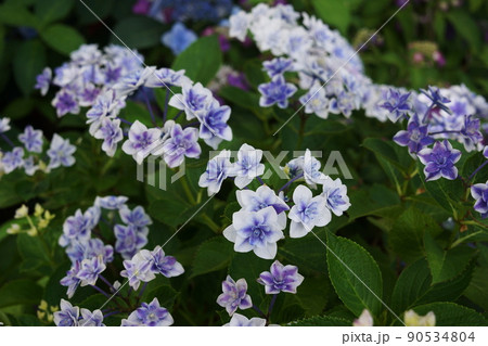 アジサイ ピーターパン　Hydrangea macrophylla 90534804