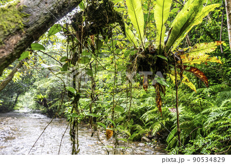 奄美世界自然遺産の森 90534829