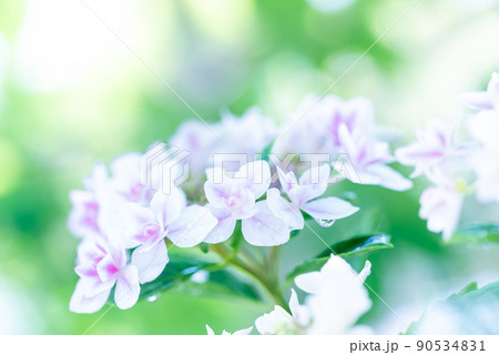 梅雨の晴れ間の紫陽花 90534831