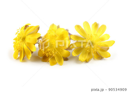 Adonis amurensis. Far eastern snowdrop 90534909