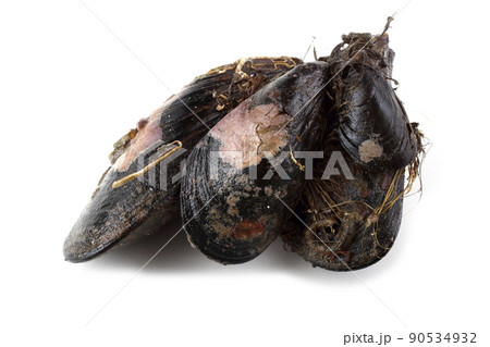 Mussels Mussels 90534932