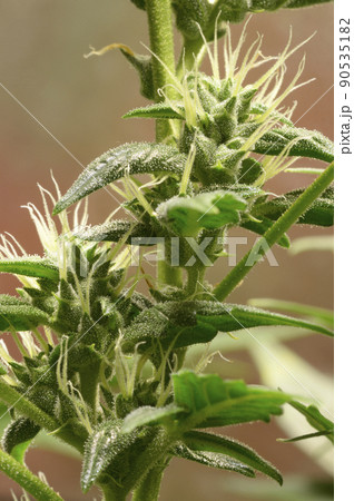 Medical cannabis bud blossoming, trichomes in the inflorescence of the plant visible Medical cannabis bud blossoming, trichomes in the inflorescence of the plant visible 90535182