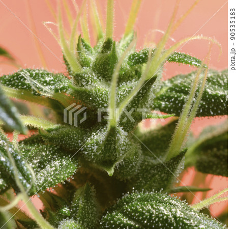 Medical cannabis bud blossoming, trichomes in the inflorescence of the plant visible Medical cannabis bud blossoming, trichomes in the inflorescence of the plant visible 90535183
