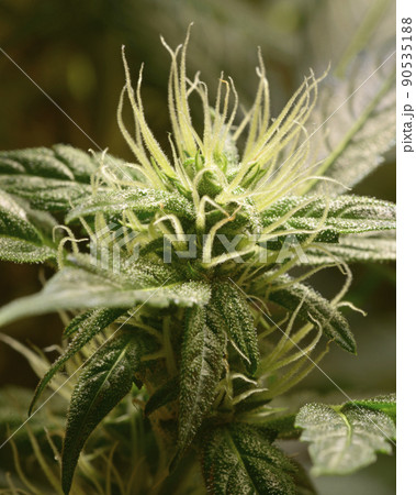 Medical cannabis bud blossoming, trichomes in the inflorescence of the plant visible Medical cannabis bud blossoming, trichomes in the inflorescence of the plant visible 90535188