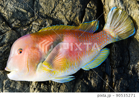 釣り上げたイラ 釣り上げたイラ 90535271