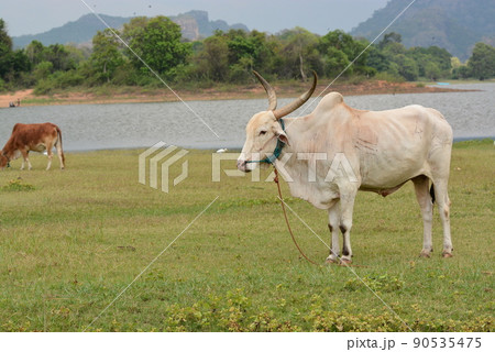 スリランカ 90535475