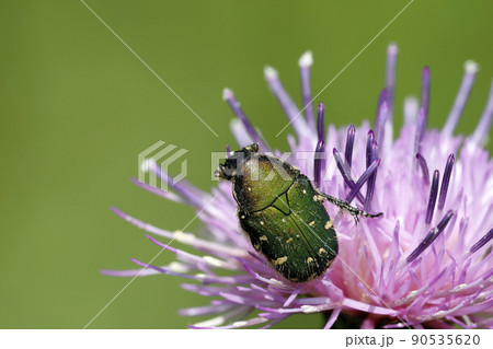 コアオハナムグリ 90535620