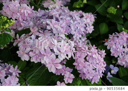 アジサイ 長谷の祈り Hydrangea macrophylla アジサイ 長谷の祈り Hydrangea macrophylla 90535684