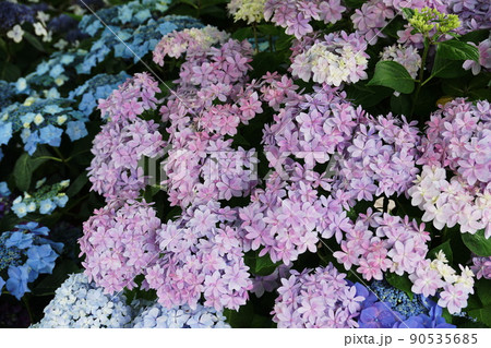 アジサイ 長谷の祈り　Hydrangea macrophylla 90535685